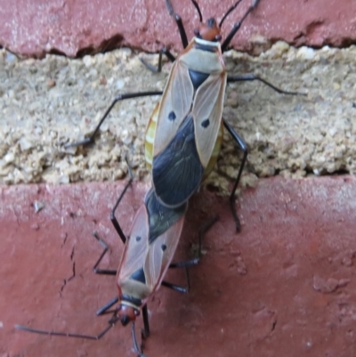 Dysdercus sidae (Pale Cotton Stainer) at Narrabundah, ACT - 7 Apr 2021 by RobParnell