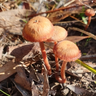 Laccaria sp. (Laccaria) at Cook, ACT - 13 Apr 2021 by drakes