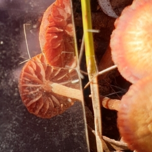 Laccaria sp. at Cook, ACT - 13 Apr 2021 08:52 AM