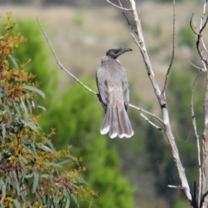 Philemon corniculatus at Holt, ACT - 1 Apr 2021 10:17 AM