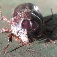 Dynastinae (subfamily) at Narrabundah, ACT - 25 Mar 2021