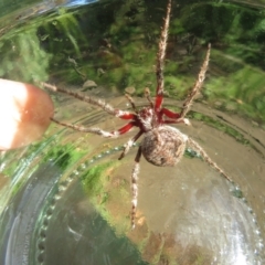Unidentified Spider (Araneae) (TBC) at Narrabundah, ACT - 25 Mar 2021 by RobParnell