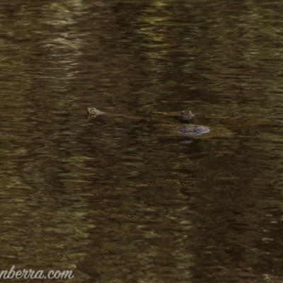 Chelodina longicollis (Eastern Long-necked Turtle) at Symonston, ACT - 11 Apr 2021 by JonSteinbeck