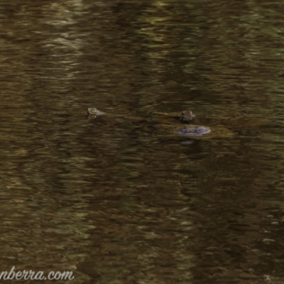 Chelodina longicollis (Eastern Long-necked Turtle) at Callum Brae - 10 Apr 2021 by BIrdsinCanberra