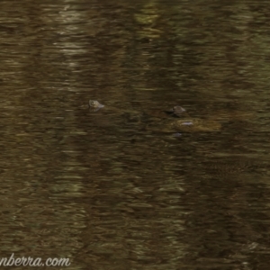 Chelodina longicollis at Symonston, ACT - 11 Apr 2021