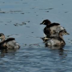 Tachybaptus novaehollandiae (Australasian Grebe) at Yerrabi Pond - 13 Apr 2021 by TrishGungahlin