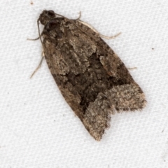 Meritastis lythrodana (A tortrix or leafroller moth) at Melba, ACT - 26 Mar 2021 by Bron