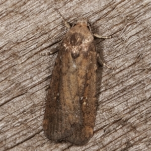 Athetis tenuis at Melba, ACT - 8 Apr 2021 09:39 PM