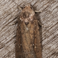 Athetis tenuis at Melba, ACT - 8 Apr 2021 09:39 PM