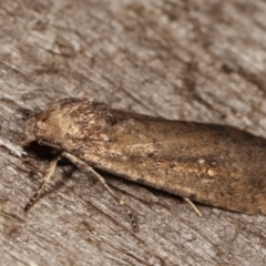 Athetis tenuis at Melba, ACT - 8 Apr 2021 09:39 PM