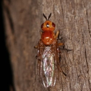 Pyrgotidae sp. (family) at Melba, ACT - 8 Apr 2021 09:42 PM