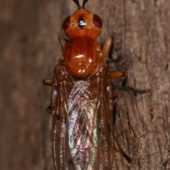 Pyrgotidae sp. (family) at Melba, ACT - 8 Apr 2021