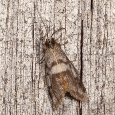Anestia (genus) (A tiger moth) at Melba, ACT - 8 Apr 2021 by kasiaaus