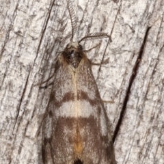 Anestia (genus) at Melba, ACT - 8 Apr 2021