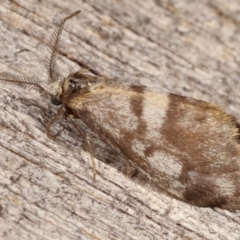 Anestia (genus) at Melba, ACT - 8 Apr 2021