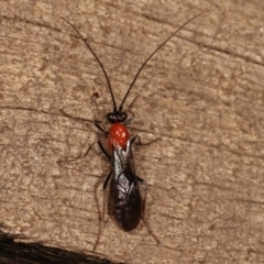 Braconidae (family) (Unidentified braconid wasp) at Melba, ACT - 8 Apr 2021 by kasiaaus