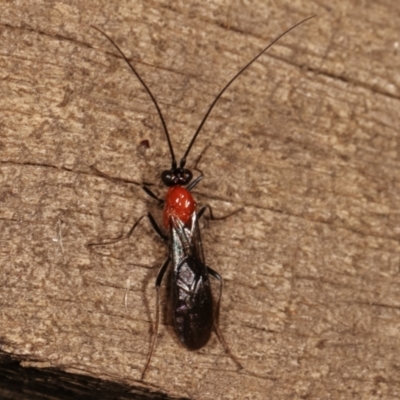 Braconidae (family) (Unidentified braconid wasp) at Melba, ACT - 8 Apr 2021 by kasiaaus