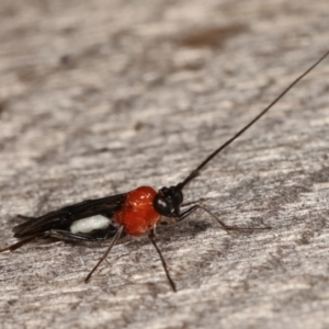 Braconidae (family) at Melba, ACT - 8 Apr 2021 09:43 PM