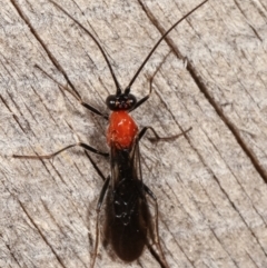 Braconidae (family) at Melba, ACT - 8 Apr 2021 09:43 PM