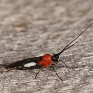 Braconidae (family) at Melba, ACT - 8 Apr 2021