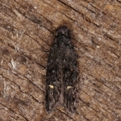 Bondia nigella (A Fruitworm moth (Family Carposinidae)) at Melba, ACT - 8 Apr 2021 by kasiaaus