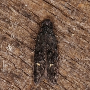 Bondia nigella at Melba, ACT - 8 Apr 2021 09:45 PM