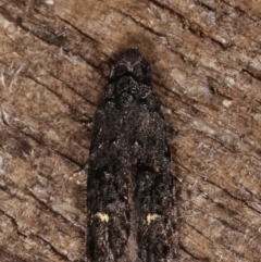 Bondia nigella at Melba, ACT - 8 Apr 2021 09:45 PM