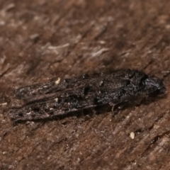 Bondia nigella at Melba, ACT - 8 Apr 2021 09:45 PM