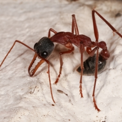Myrmecia nigriceps (Black-headed bull ant) at Melba, ACT - 8 Apr 2021 by kasiaaus