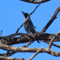 Cracticus torquatus (Grey Butcherbird) at Tennent, ACT - 13 Apr 2021 by RodDeb