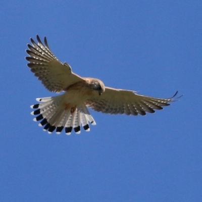 Falco cenchroides (Nankeen Kestrel) at Tharwa, ACT - 13 Apr 2021 by RodDeb