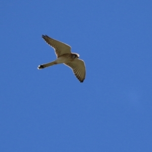 Falco cenchroides at Tharwa, ACT - 13 Apr 2021