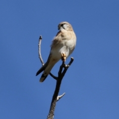 Falco cenchroides at Tharwa, ACT - 13 Apr 2021