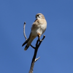 Falco cenchroides at Tharwa, ACT - 13 Apr 2021