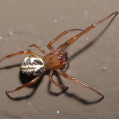 Phonognatha graeffei (Leaf Curling Spider) at ANBG - 6 Apr 2021 by TimL