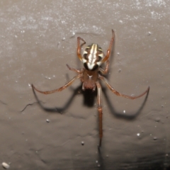 Phonognatha graeffei at Acton, ACT - 6 Apr 2021