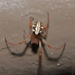 Phonognatha graeffei at Acton, ACT - 6 Apr 2021