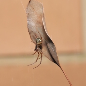 Phonognatha graeffei at Evatt, ACT - 5 Apr 2021