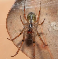 Phonognatha graeffei at Evatt, ACT - 5 Apr 2021 04:36 PM