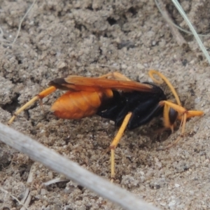 Cryptocheilus bicolor at Tuggeranong DC, ACT - 22 Feb 2021