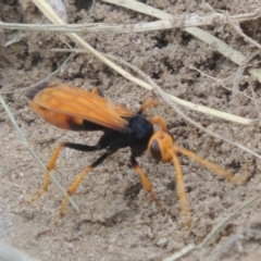 Cryptocheilus bicolor at Tuggeranong DC, ACT - 22 Feb 2021