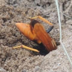 Cryptocheilus bicolor at Tuggeranong DC, ACT - 22 Feb 2021 07:37 PM