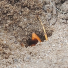 Cryptocheilus bicolor at Tuggeranong DC, ACT - 22 Feb 2021 07:37 PM