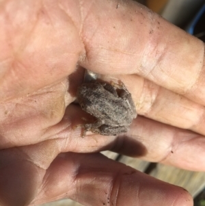 Litoria peronii at Belconnen, ACT - 14 Apr 2021