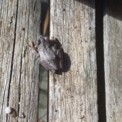 Litoria peronii at Belconnen, ACT - 14 Apr 2021 09:11 AM