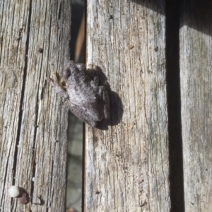 Litoria peronii at Belconnen, ACT - 14 Apr 2021