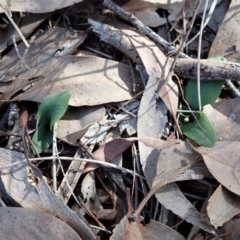 Pterostylis pedunculata (Maroonhood) at Cook, ACT - 11 Apr 2021 by CathB