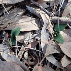 Pterostylis pedunculata (Maroonhood) at Cook, ACT - 10 Apr 2021 by CathB