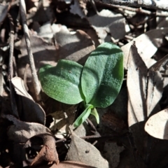 Pterostylis pedunculata at Cook, ACT - suppressed