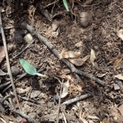 Glossodia major (Wax Lip Orchid) at Aranda Bushland - 11 Apr 2021 by CathB